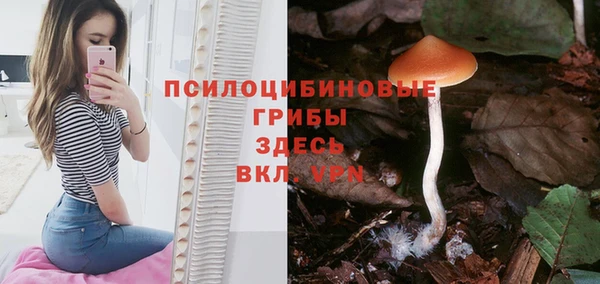 шишки Арсеньев